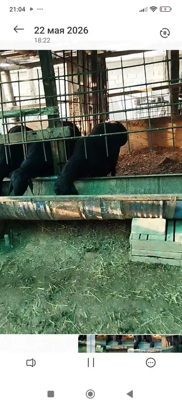 Qoylar sotiladi yaxshi boqilgan