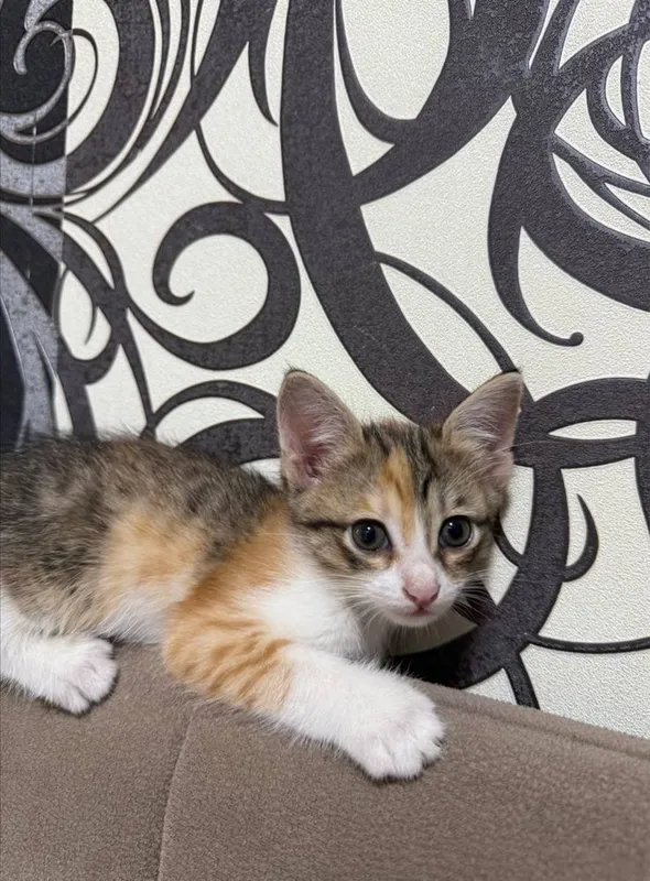 Домашние котята — фото 3