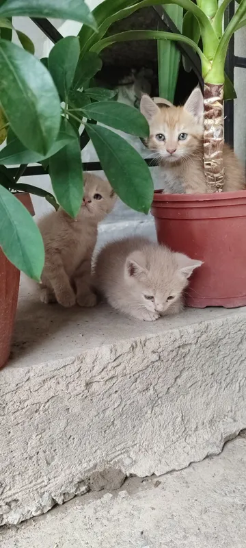 Mushuk bolalar 1tasi qiz 1tasi ogil 2oylik
