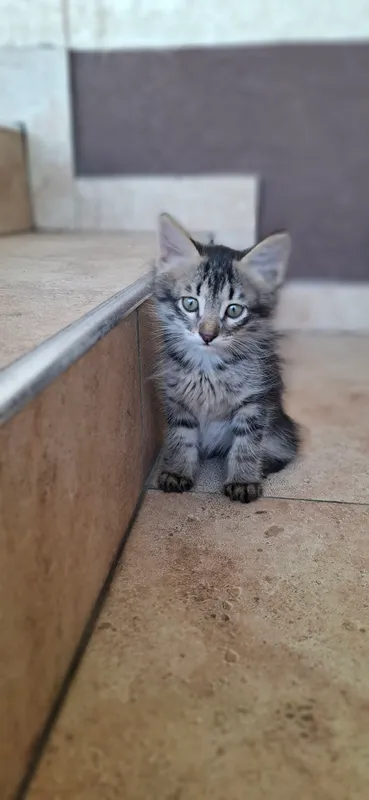 котенок 1