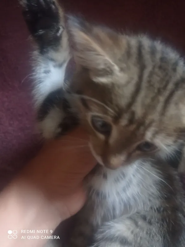 котёнок котёнок