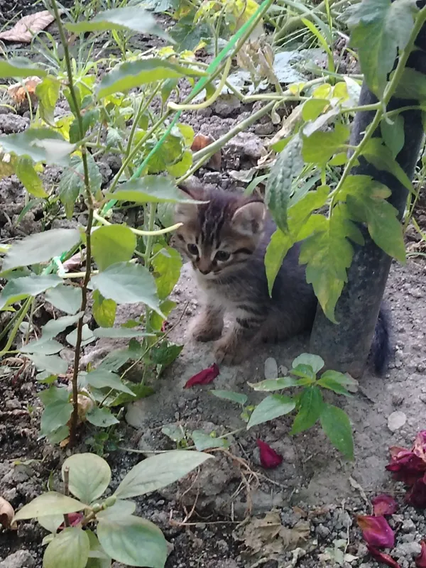 Отдам даром котята 5