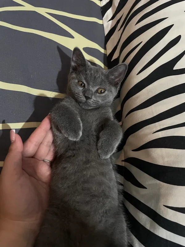 Кошка 2 Кошка 2