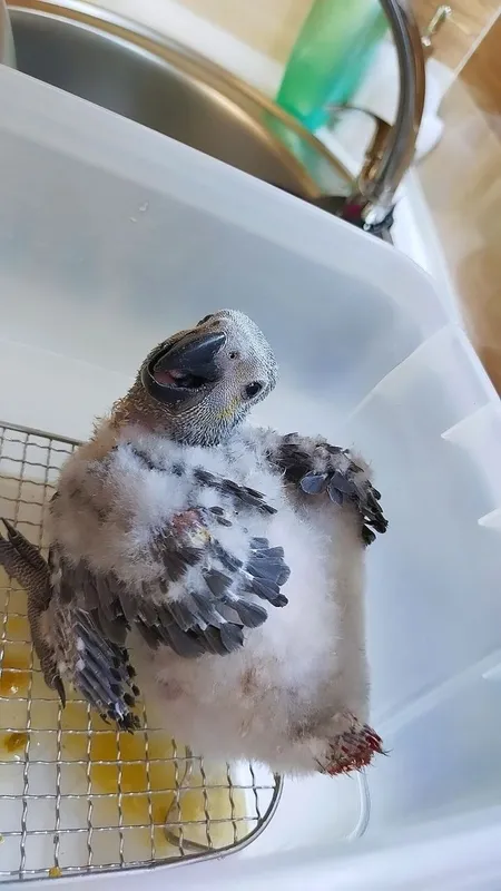 Jako Kongo bolasi 2