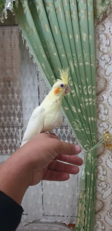 Karello ruchnoy 1 oylik 3 Karello ruchnoy 1 oylik 3