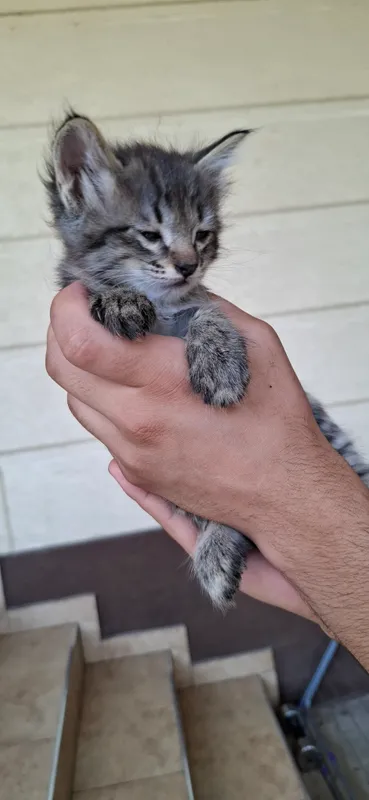 котенок 9
