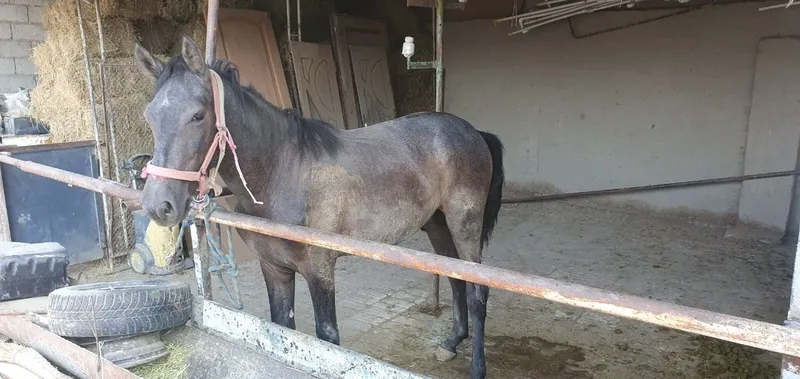 Ot sotiladi qolgan maʼlumotlar telefonda yeb ichishi yahshi — фото 2