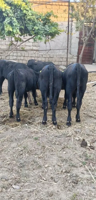 Продаются ангусские, симментальские, шароле 6 Продаются ангусские, симментальские, шароле 6