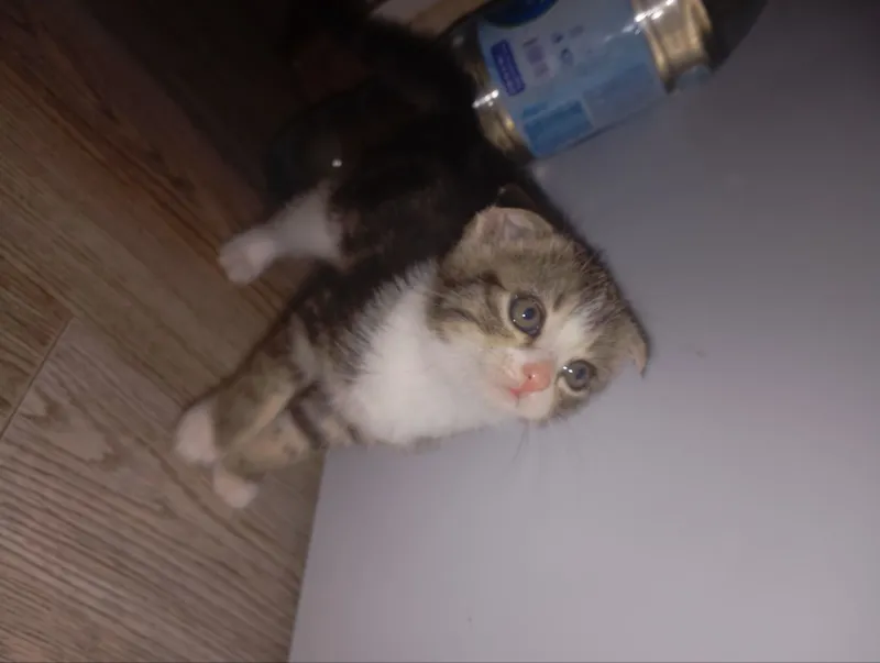 Продаются котята. Шотландская вислоухая (скоттиш-фолд). — фото 1
