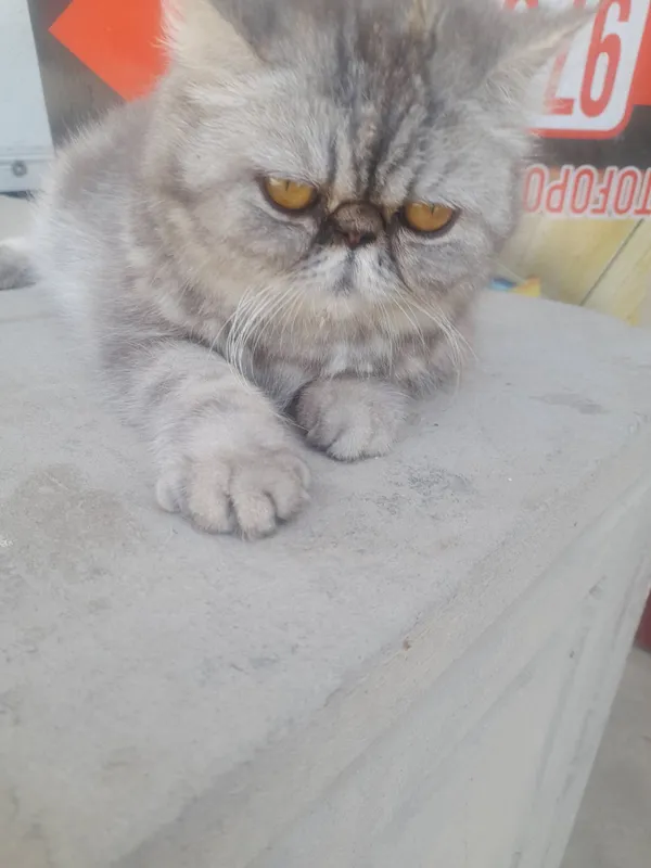 Кошка персинское — фото 2