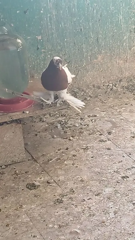 Kabtarla sotiladi soglom kasalmas 2 Kabtarla sotiladi soglom kasalmas 2