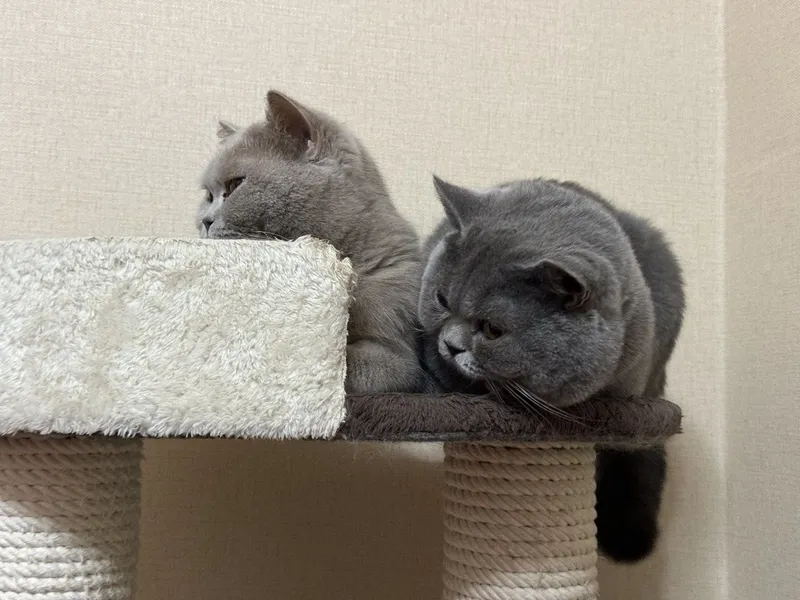 Вязка кота британской породы! — фото 3