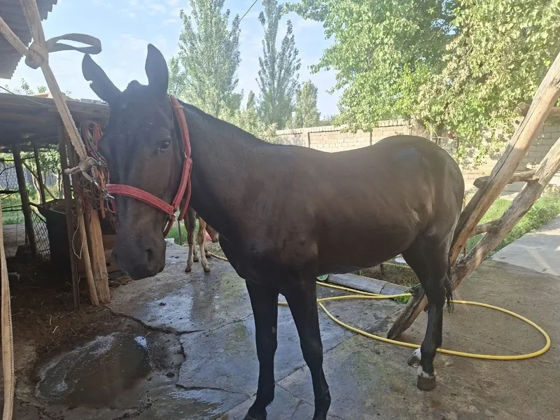 Бойи 165 см. Ёши 2 га толмаган