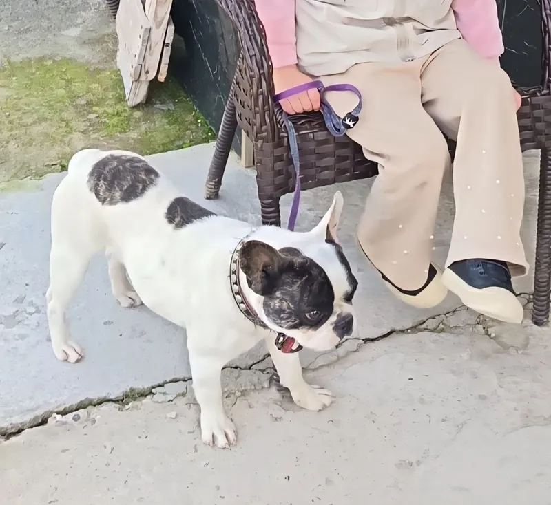 Fransuz buldogi (Французский бульдог)