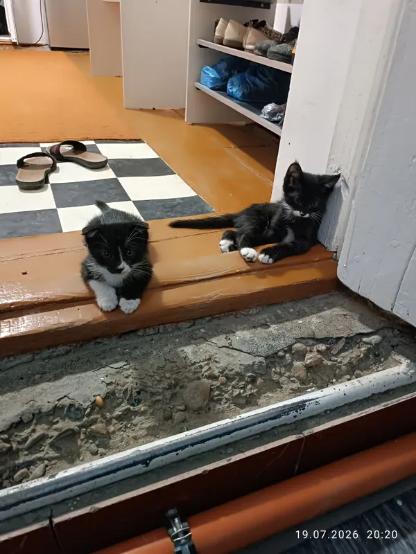 Котята бесплатно в хорошие руки 1
