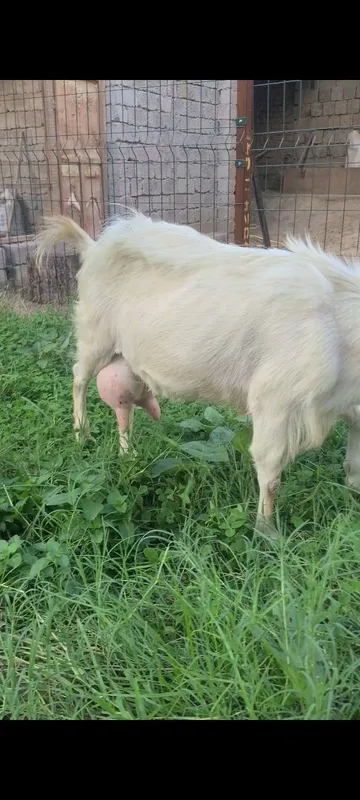 Sutli echki sotiladi 1 Sutli echki sotiladi 1