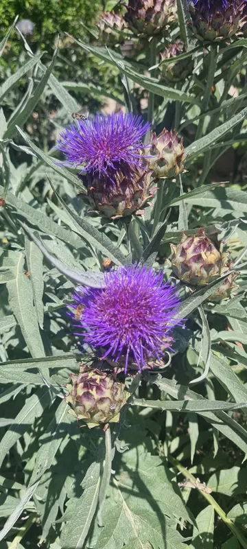 Noyob Artishok (Artichoke) sotiladi,cheklangan. — фото 2