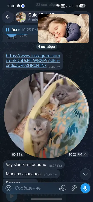 Продаются породистые котята 3
