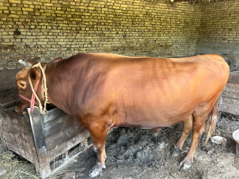 Buqacha sotiladi 240 250 kg