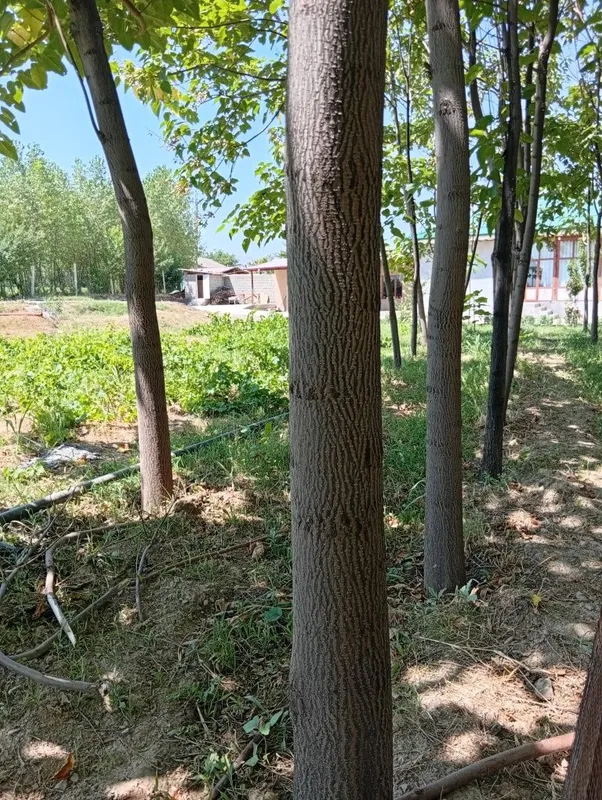 Pavloniya daraxtlari sotuvda SAMARQAND URGUT narxini kelishamiz 6