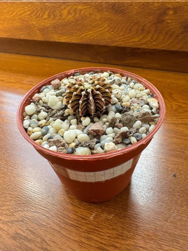 Продам кактус Gymnocalycium friedrichii LB 178 Продам кактус Gymnocalycium friedrichii LB 178