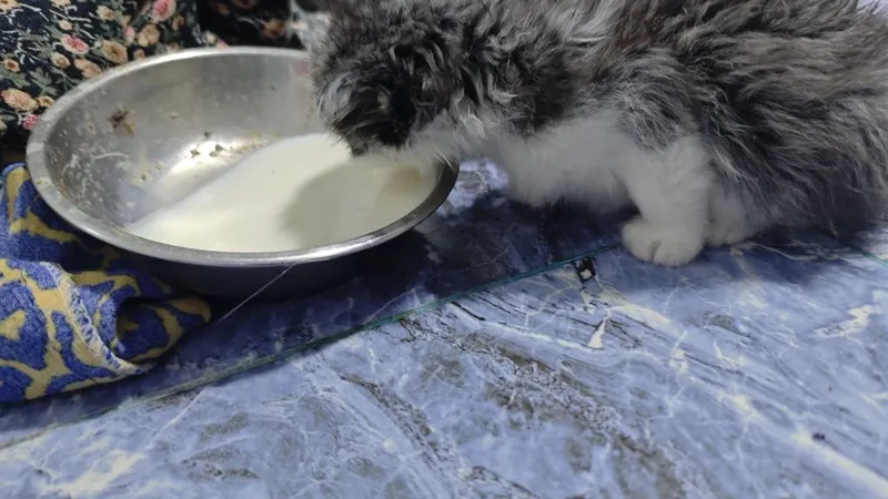 Котёнки в хорошие руки 2