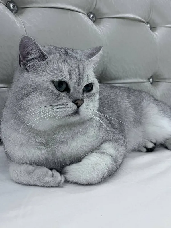 Продаются котята британская шиншилла (gold и silver). Продаётся кот 7 Продаются котята британская шиншилла (gold и silver). Продаётся кот 7