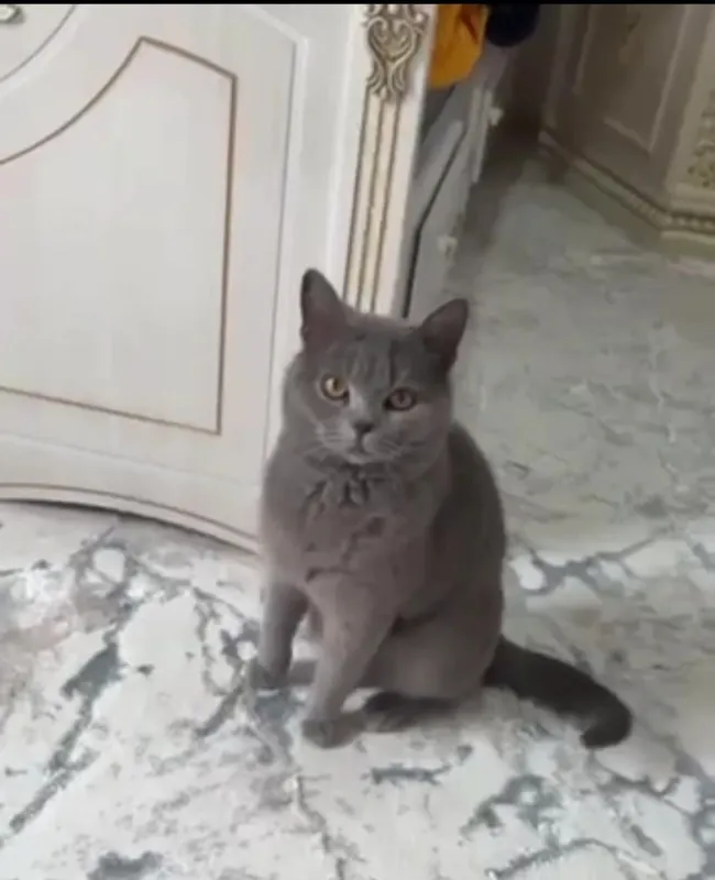 Shotlanskiy erkak