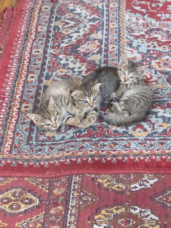 Zotdor mushuni bollari 2
