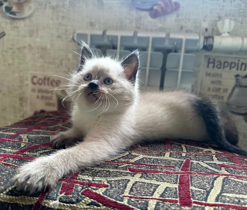 продаются Британские котята