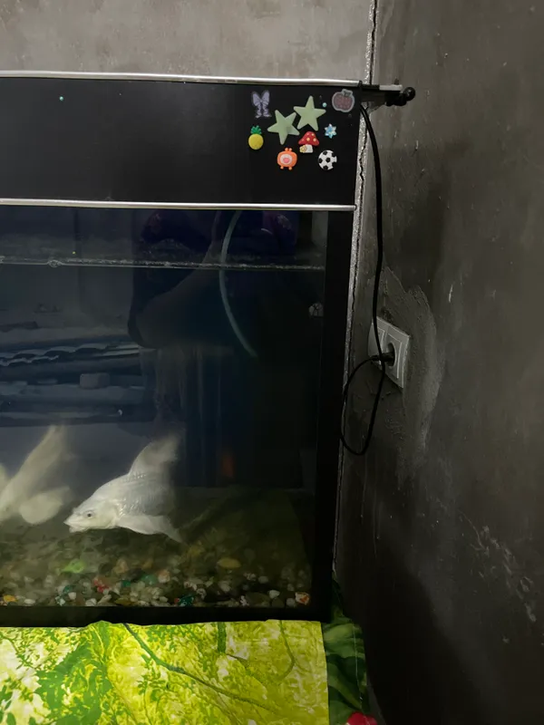 akvarium 300 litrli 3 akvarium 300 litrli 3