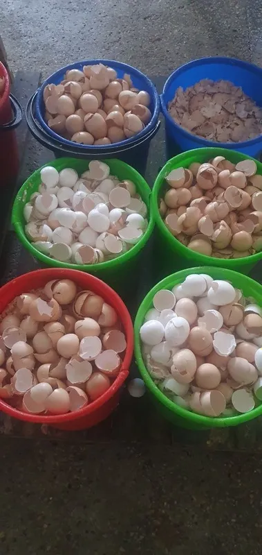 Tuxum po'choq sotamiz kg 1000 Tuxum po'choq sotamiz kg 1000