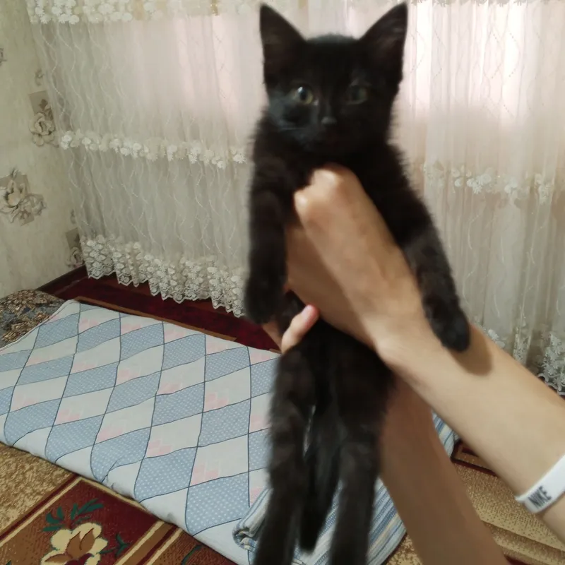 Uy mushuk bolasi ,qiz bola.2oylik