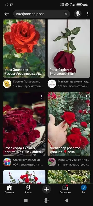 атиргул кучатлар сотилади келишилган нархларда — фото 2