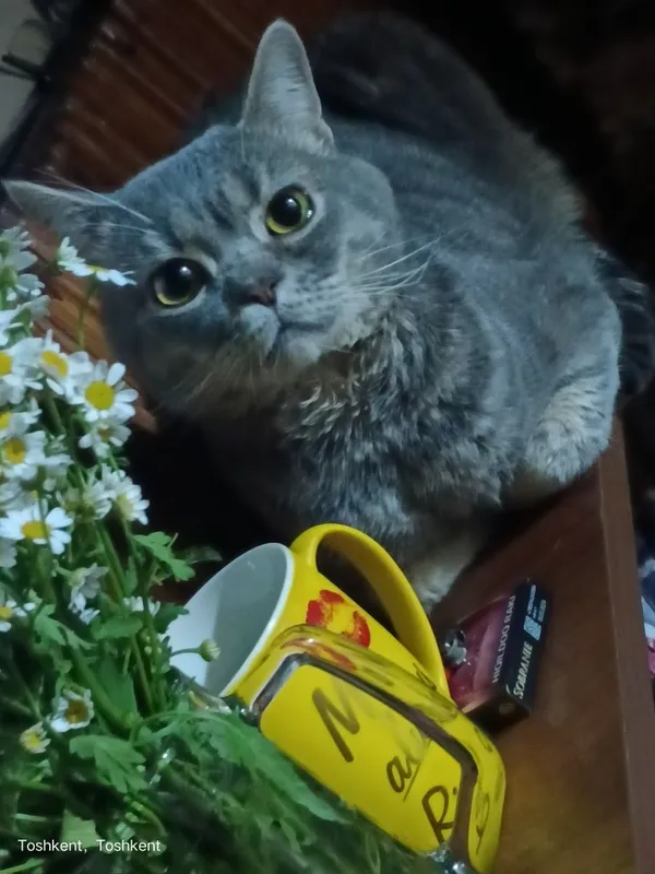 Отдам кота в добрые руки! Мальчику 4 года, кострирован, сделали уретро 3 Отдам кота в добрые руки! Мальчику 4 года, кострирован, сделали уретро 3