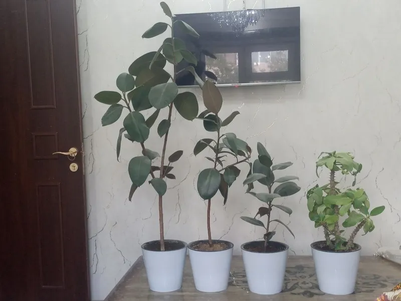 Katta gullar nomi qora shaxzoda 1