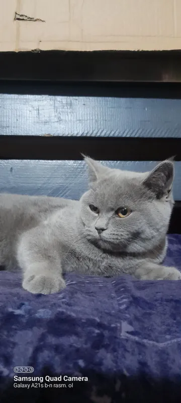 Mushuk British shorthair — фото 1