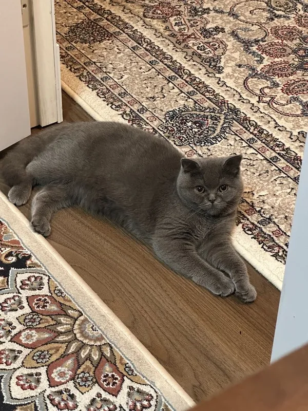 Скотиш фолд сотилади — фото 3