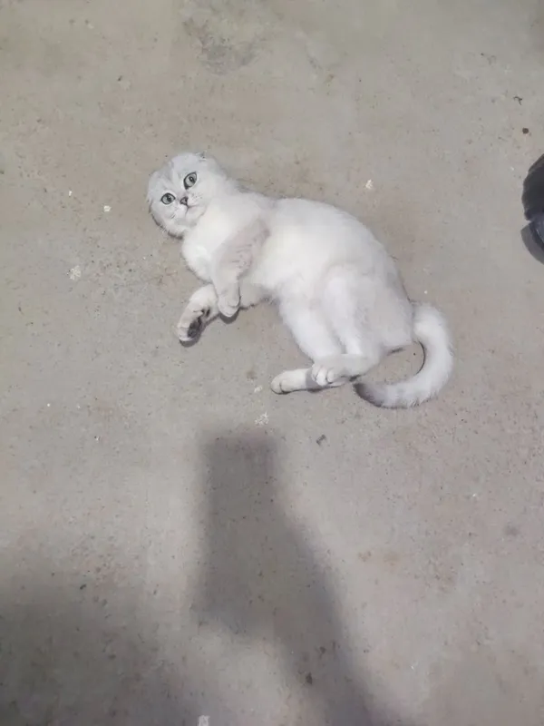Кошка продаётся. — фото 1