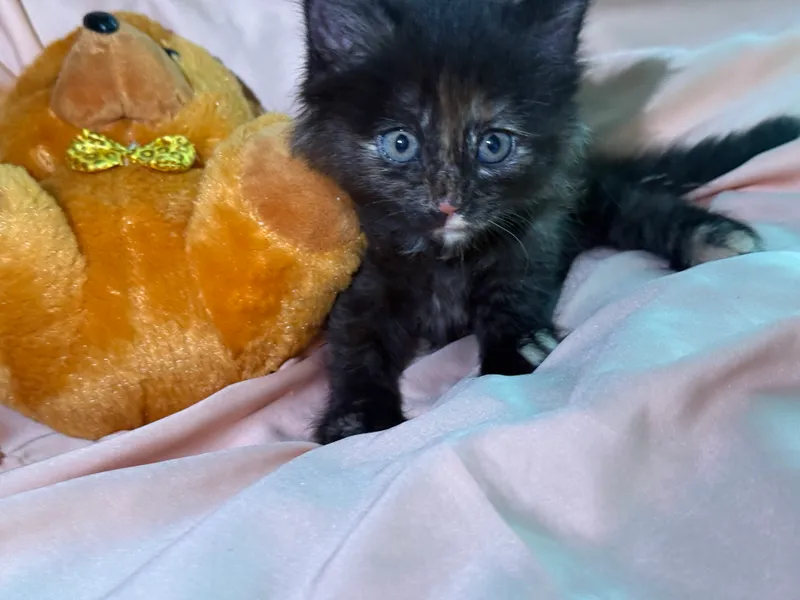 Котята 1,5 месяцев