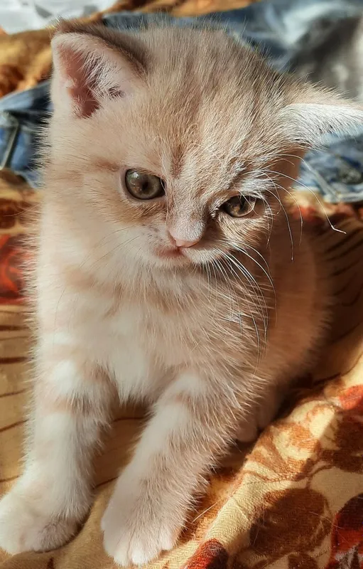 Котята Скоттиш-страйт — фото 3