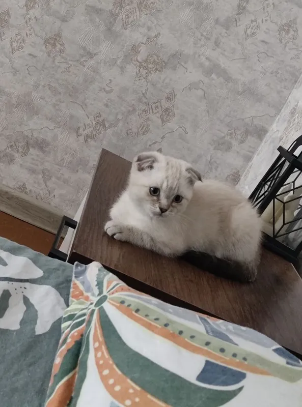 Продается котенок девочка скотиш фолд родилась 4 апреля 8