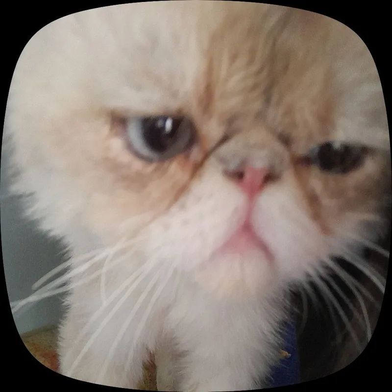 Персидский кот 3 Персидский кот 3
