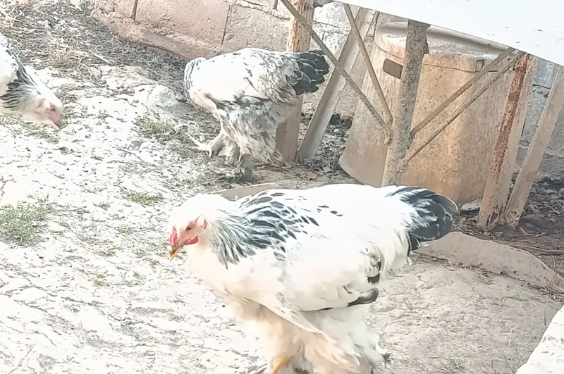 Parpoy Turidagi Tovuqlar sotuvda 4 Parpoy Turidagi Tovuqlar sotuvda 4