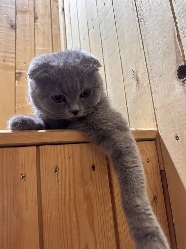 Котята скотиш Фолд — фото 3