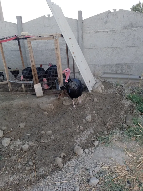 kurka erkagi ayoli bor va bolalari erkak sotiladi 2 kurka erkagi ayoli bor va bolalari erkak sotiladi 2