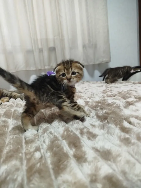 Продаются потрясающие, красивые, ласковые , нежные породистые котята — фото 1