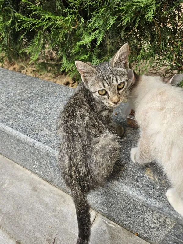 Домашние котята
