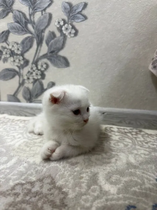 Скоттиш Фолд, 2 мальчики 6 Скоттиш Фолд, 2 мальчики 6