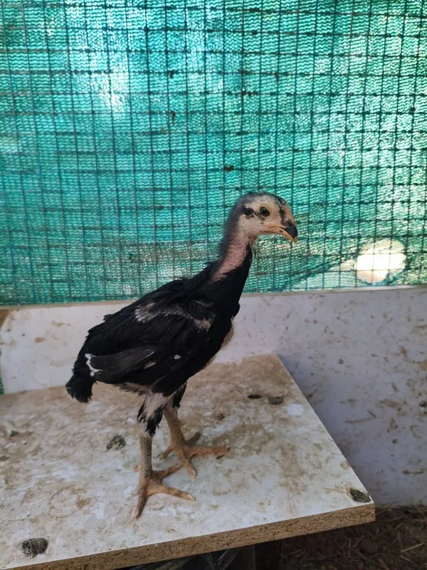 Dakan jojala sotiladi 1